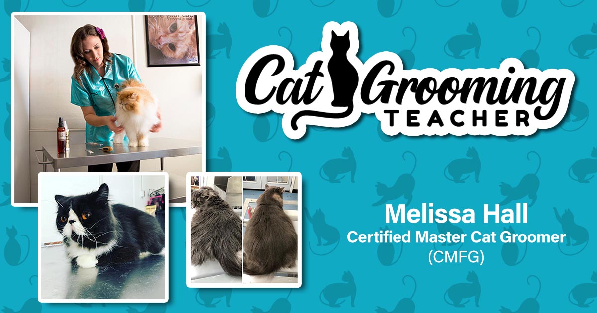 Certified cat sale groomer